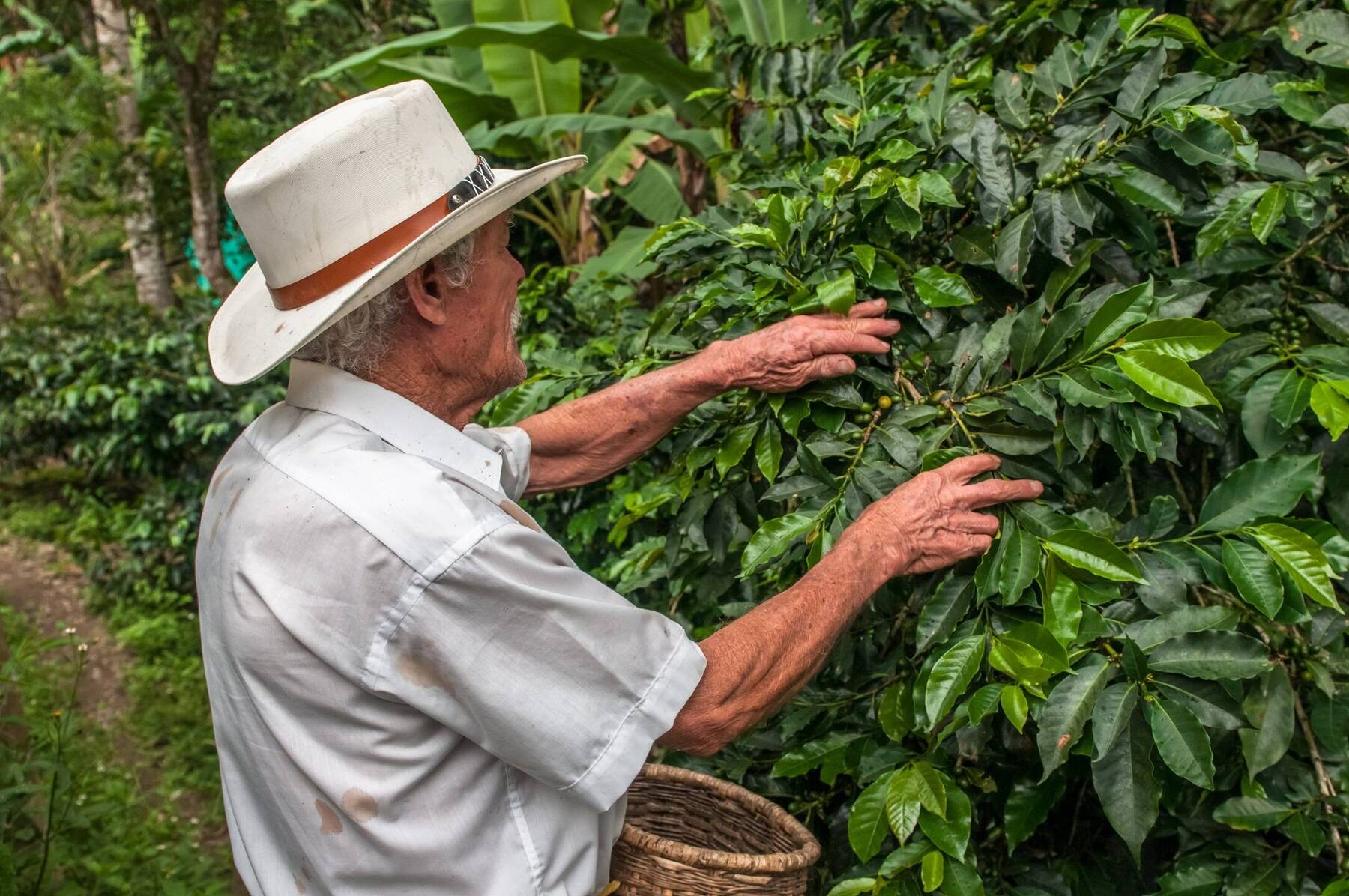 coffee tours from salento