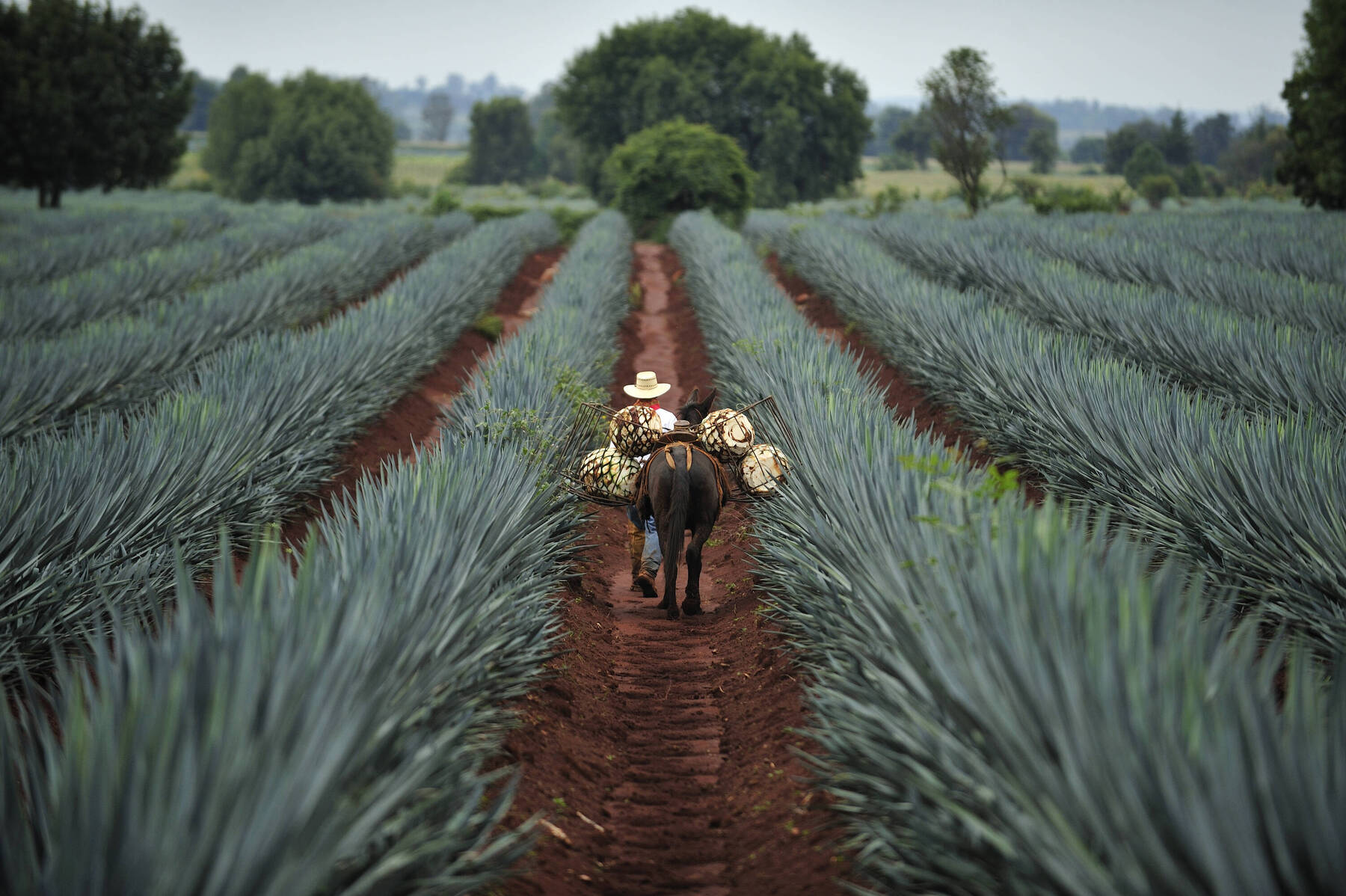 5 Places You must visit On Mexico's Tequila Trail