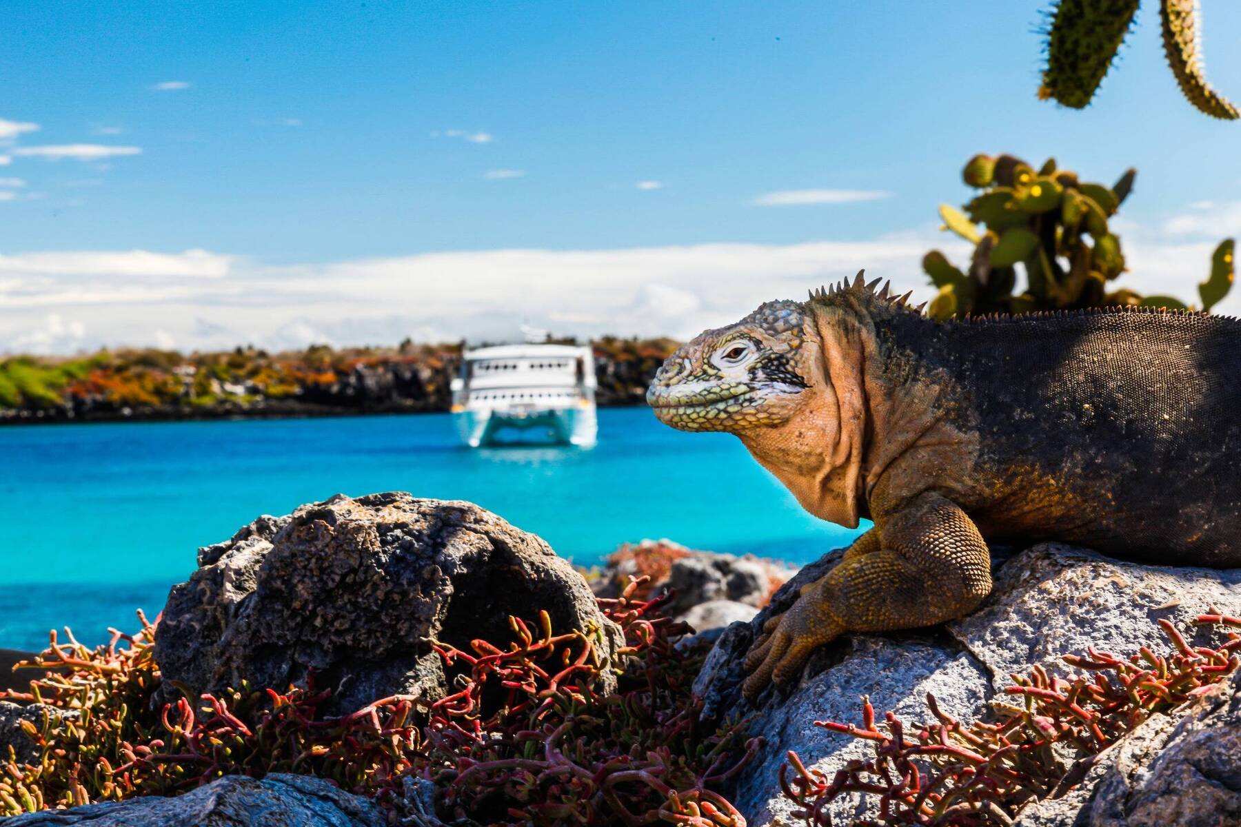 A Guide to the Best Cruise Ships in the Galápagos