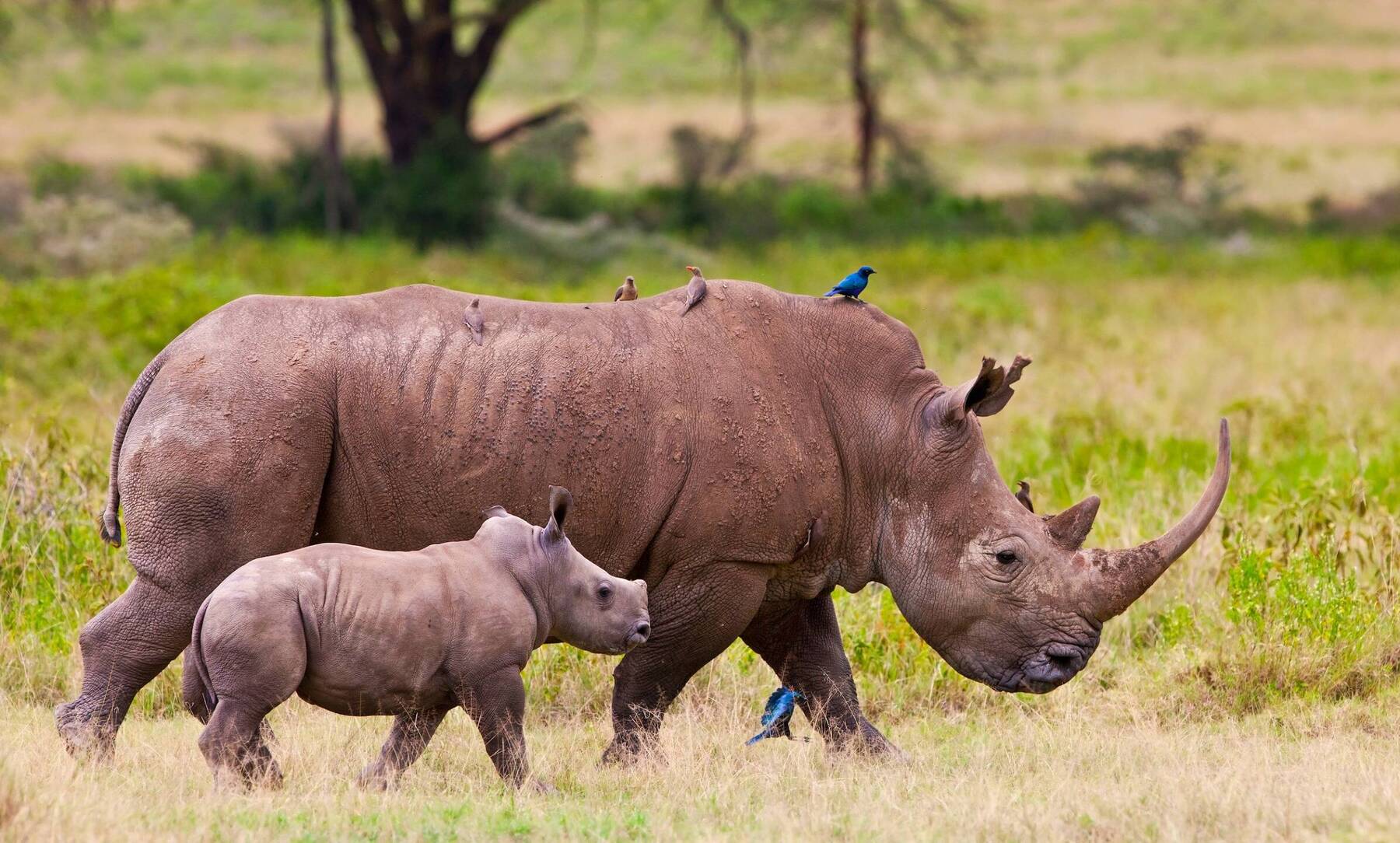 Celebrate on Save the Rhino Day
