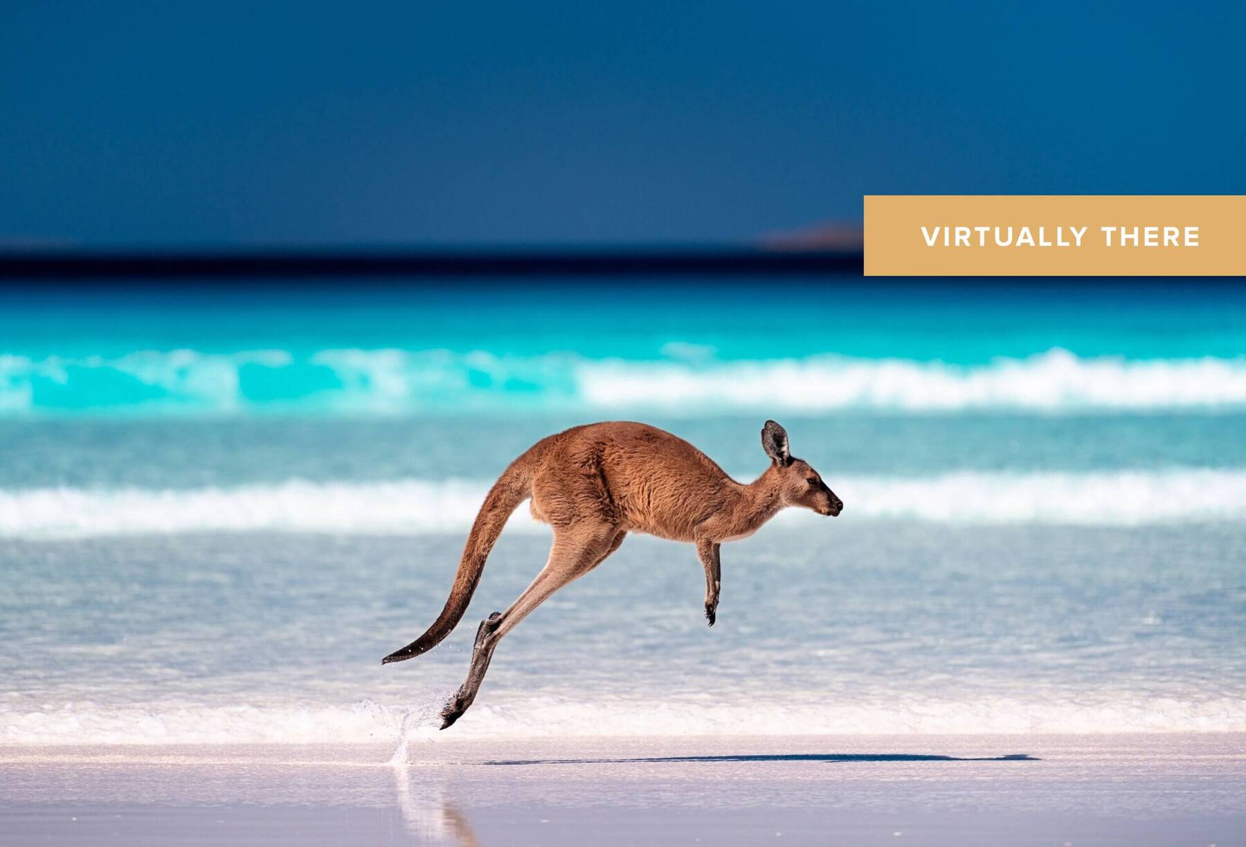 Australia's top animal Encounters
