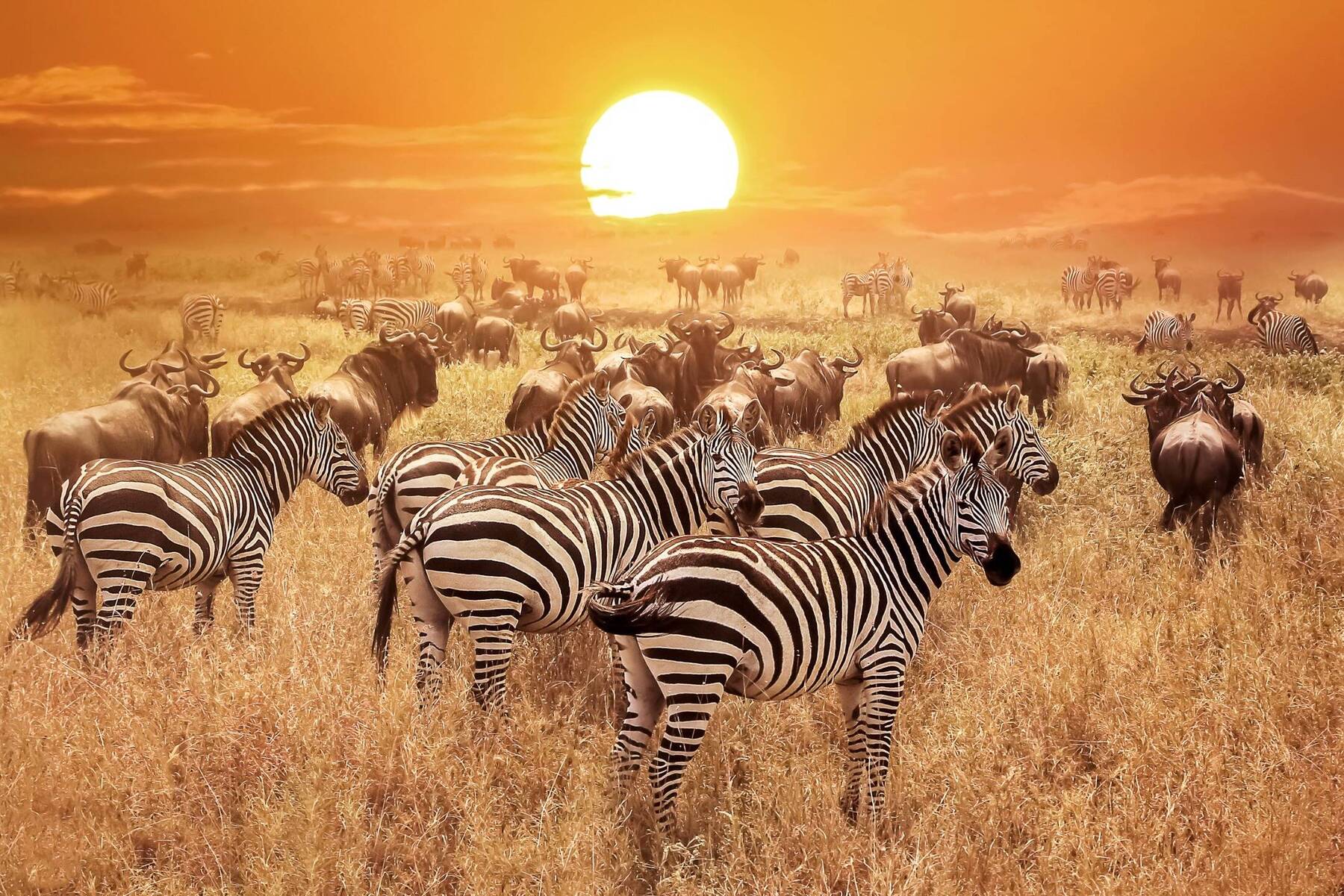 Safari in Style in the Serengeti National Park