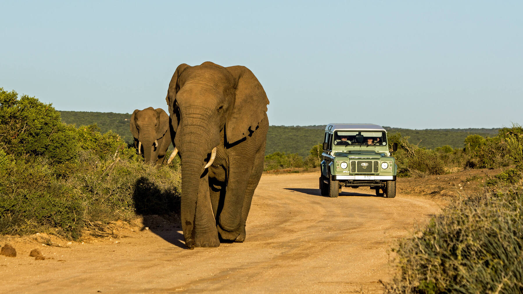 Join the herd on your Addo Elephant Safari