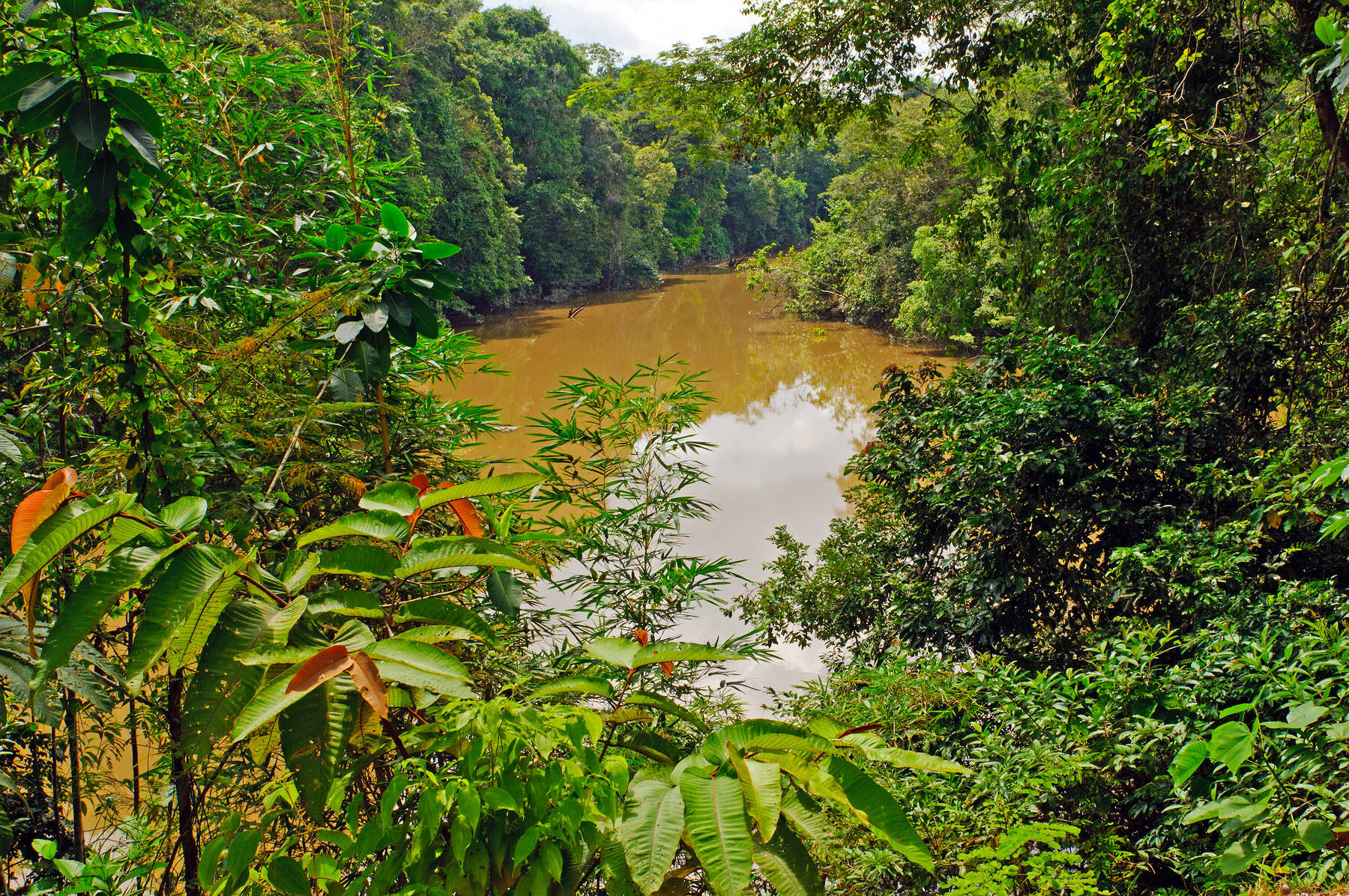 A Tributary of the Amazon – the Napo River