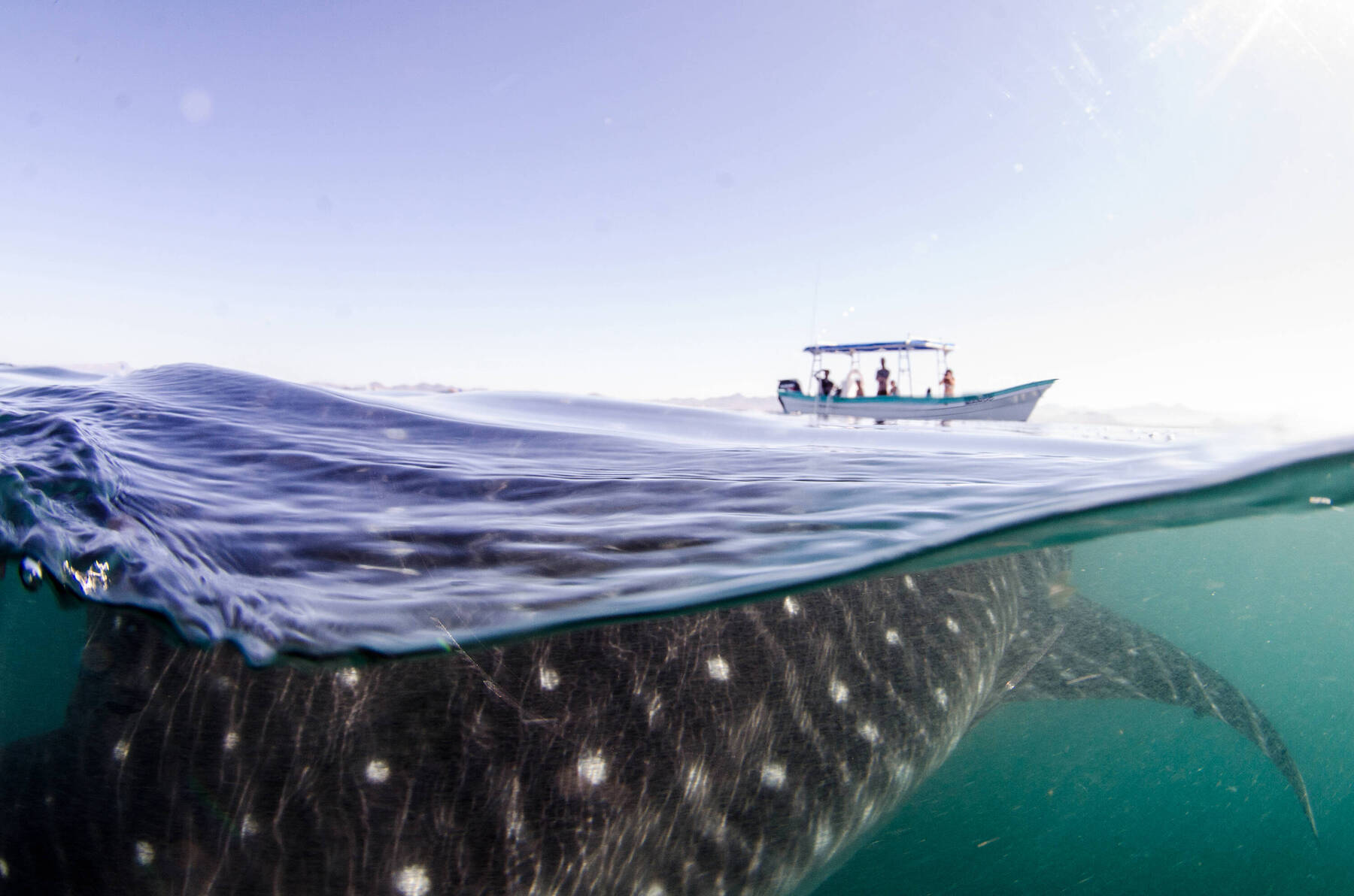 Swimming With Whale Sharks off the Coast of Mexico