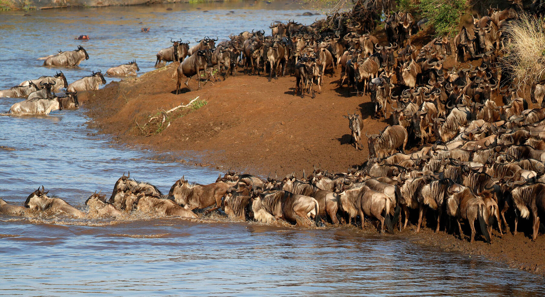 Where to Track the Great Wildebeest Migration