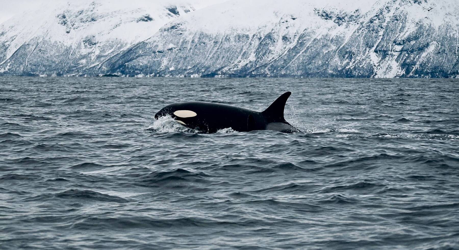 Experiencing Norway, Differently