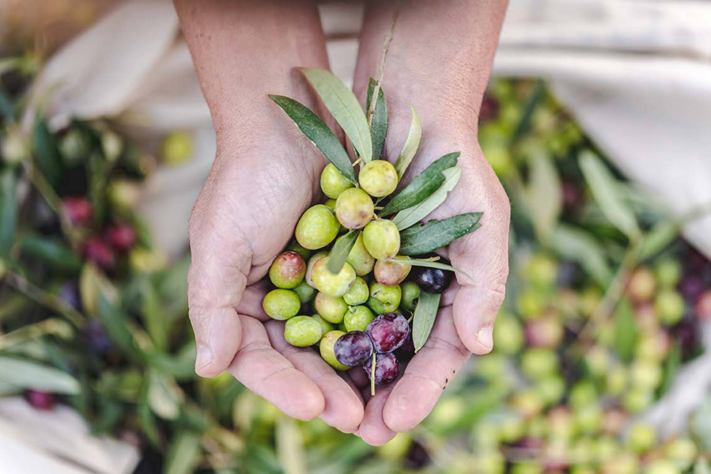 Premium Wine and Olive Oil Tasting