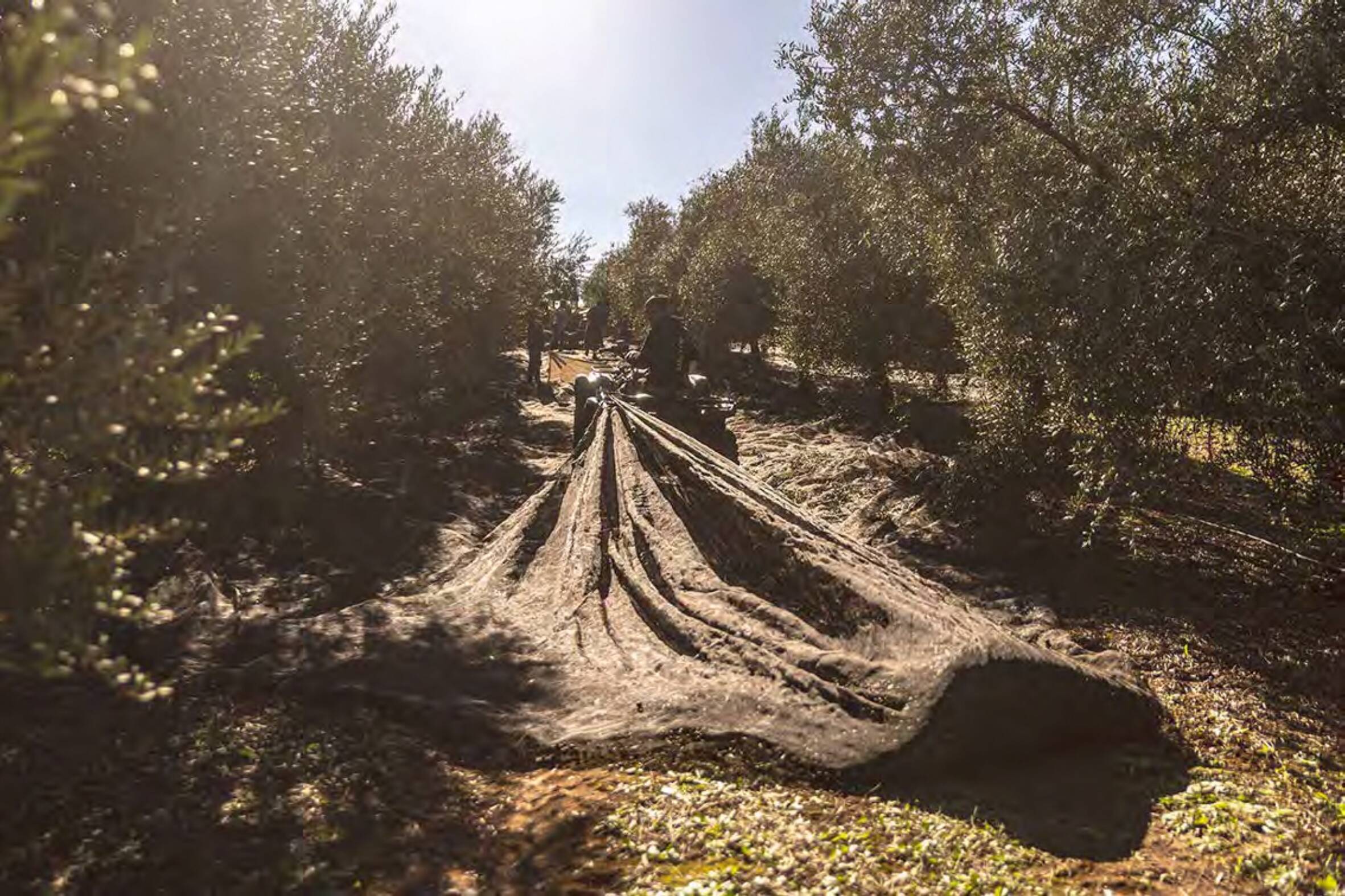 Premium Wine and Olive Oil Tasting